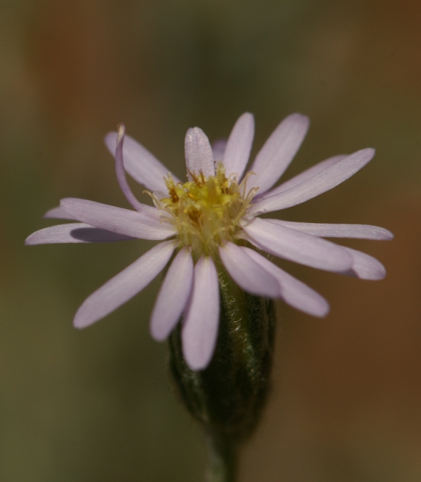 Vittadinia blackii